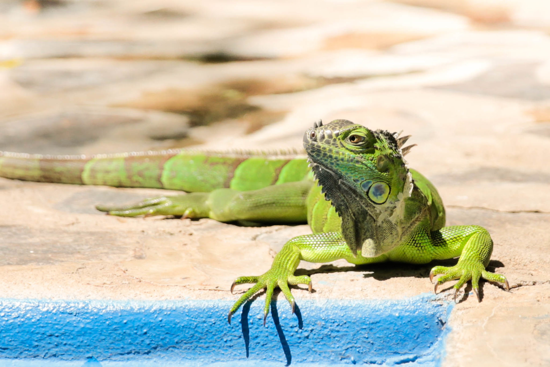 Par-ci Par-là Nicaragua