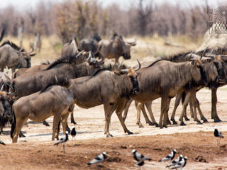 Par-ci Par-là Botswana Savuti