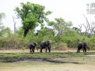 Par-ci Par-là Botswana Khwai