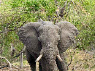 Par-ci Par-là Botswana Khwai