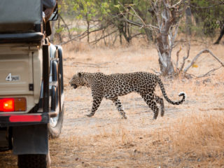 Par-ci Par-là Botswana Khwai