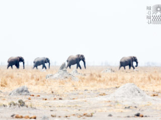 Par-ci Par-là Botswana Khwai