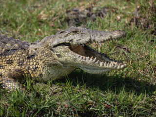 Par-ci Par-là Botswana