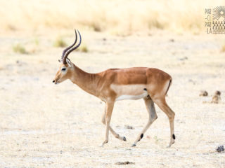 Par-ci Par-là Botswana