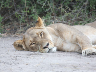 Par-ci Par-là Botswana