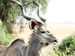 Par-ci Par-là Botswana