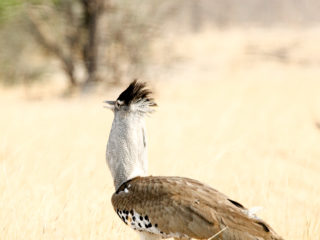 Par-ci Par-là Botswana