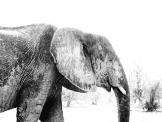 Par-ci Par-là Botswana Elephant