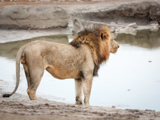 Par-ci Par-là Botswana Lion
