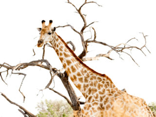 Par-ci Par-là Botswana Girafe