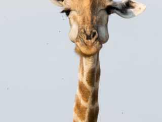 Par-ci Par-là Botswana Girafe