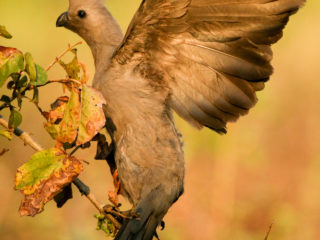 Par-ci Par-là Botswana