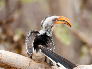 Par-ci Par-là Botswana