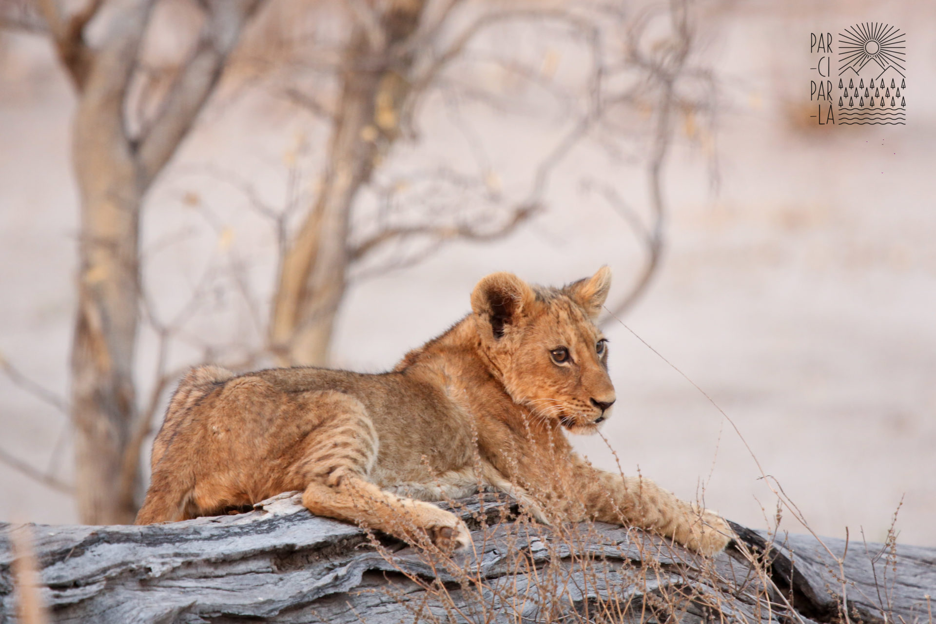 Par-ci Par-là Botswana Lion