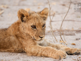 Par-ci Par-là Botswana Lion