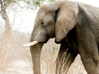 Par-ci Par-là Botswana Elephant