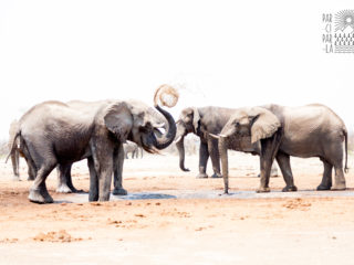 Par-ci Par-là Botswana