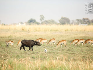 Par-ci Par-là Botswana