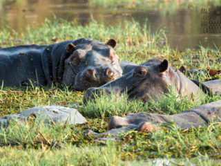 Par-ci Par-là Botswana Hippo