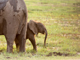 Par-ci Par-là Botswana Elephant
