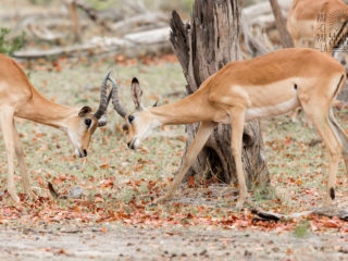 Par-ci Par-là Botswana Kudu