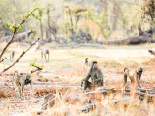 Par-ci Par-là Botswana