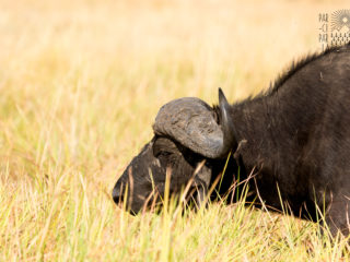 Par-ci Par-là Botswana Buffalo