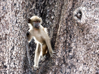 Par-ci Par-là Botswana Monkey