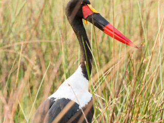 Par-ci Par-là Botswana