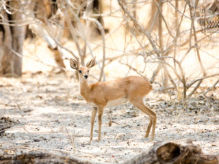 Par-ci Par-là Botswana