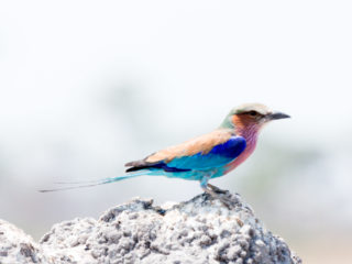 Par-ci Par-là Botswana Bird