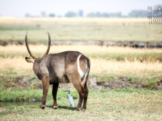 Par-ci Par-là Botswana