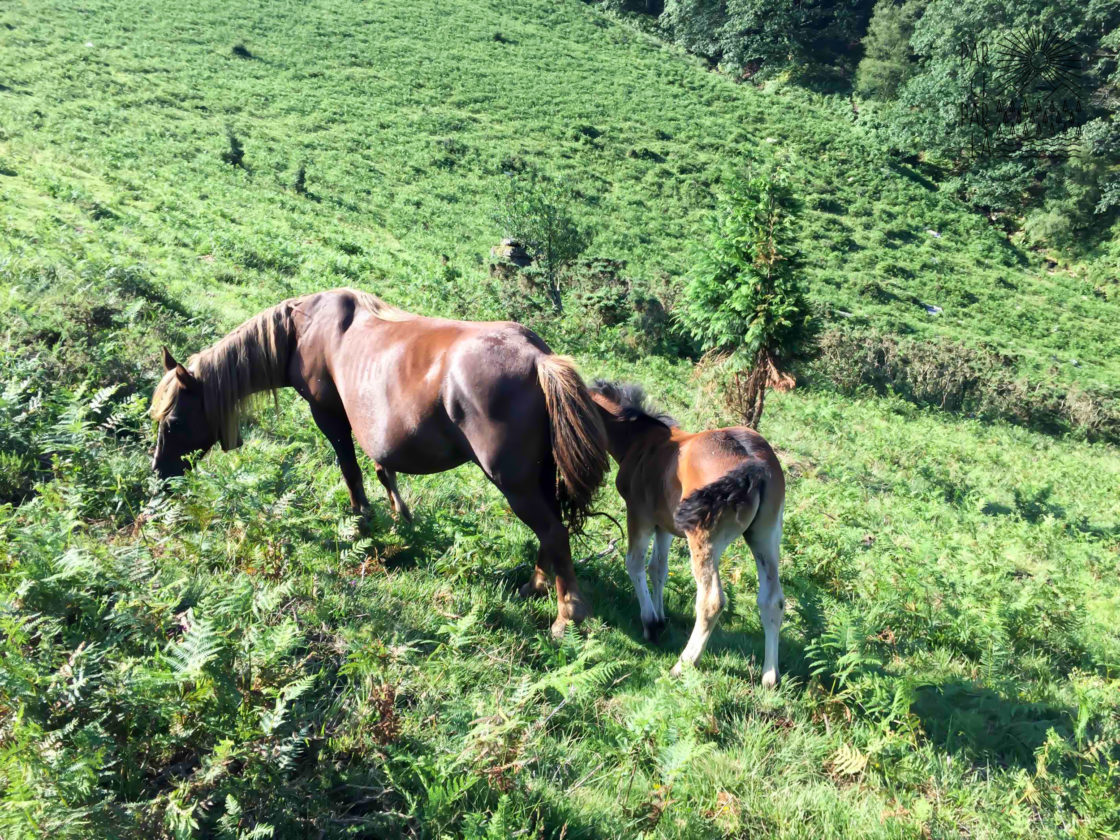 Par-ci Par-là France La Rhune