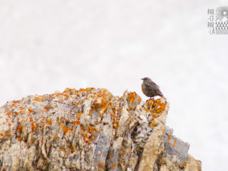 Par-ci Par-là France Ubaye