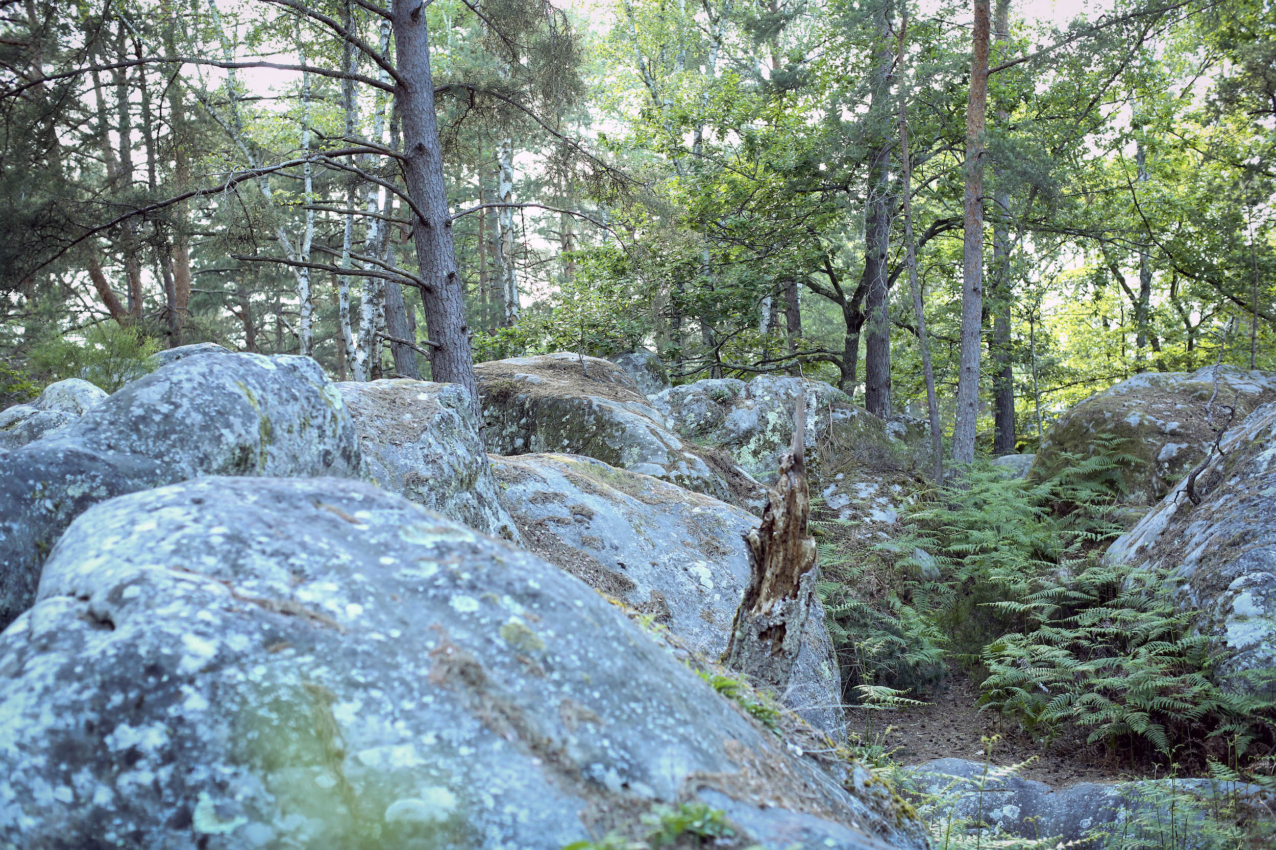 Rando à Fontainebleau
