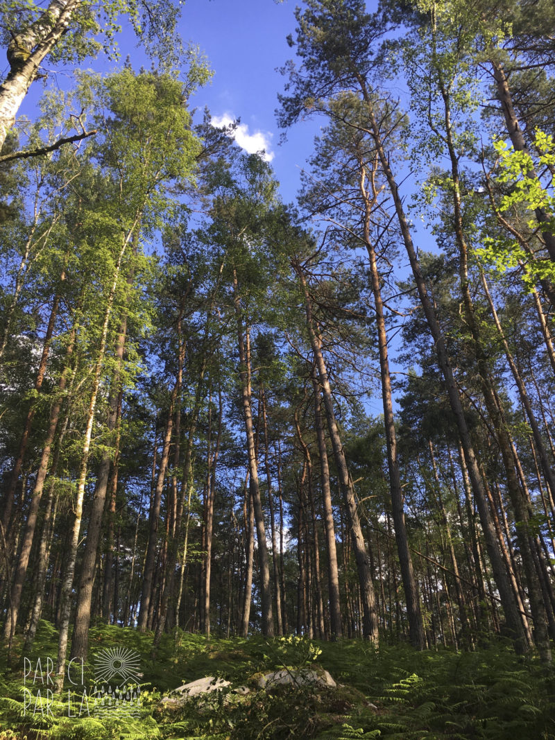 Rando Fontainebleau Rando Fontainebleau