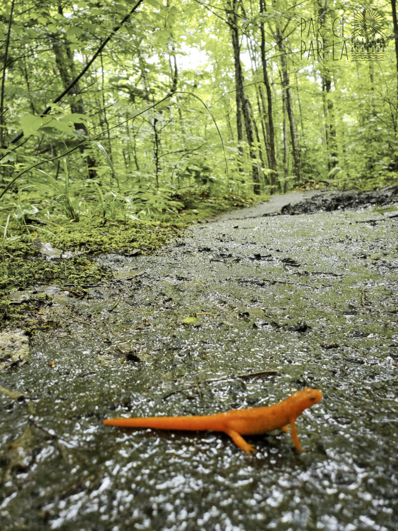 Randonnée proche de New York : Adirondacks